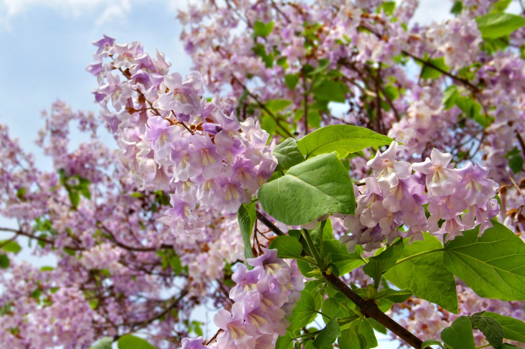 Prächtige Blüten des Blauglockenbaums, auch Kaiserbaum genannt, Foto:  © farbkombinat, Fotolia.com.