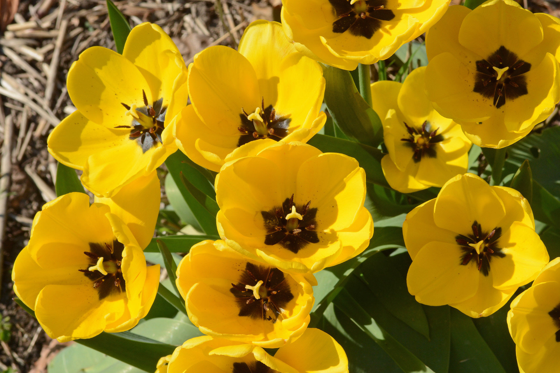 Stadt Neuss - 2020-04-08 - Erweiterung Botanischer Garten 13.jpg