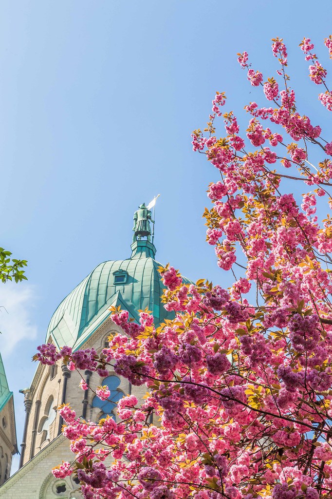 Blick nach oben auf die Quirinus-Figur auf dem Dach des Quirinus Münsters. Im Vordergrund steht ein Kirschbaum in voller Blüte.