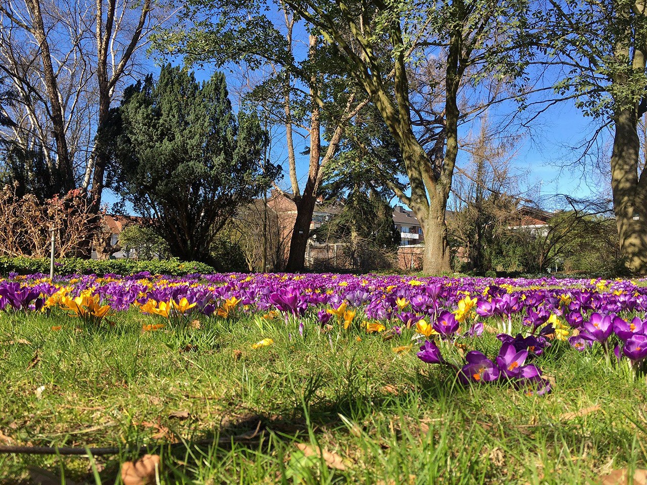 Botanischer Garten im April 2021: Crocus im Februar