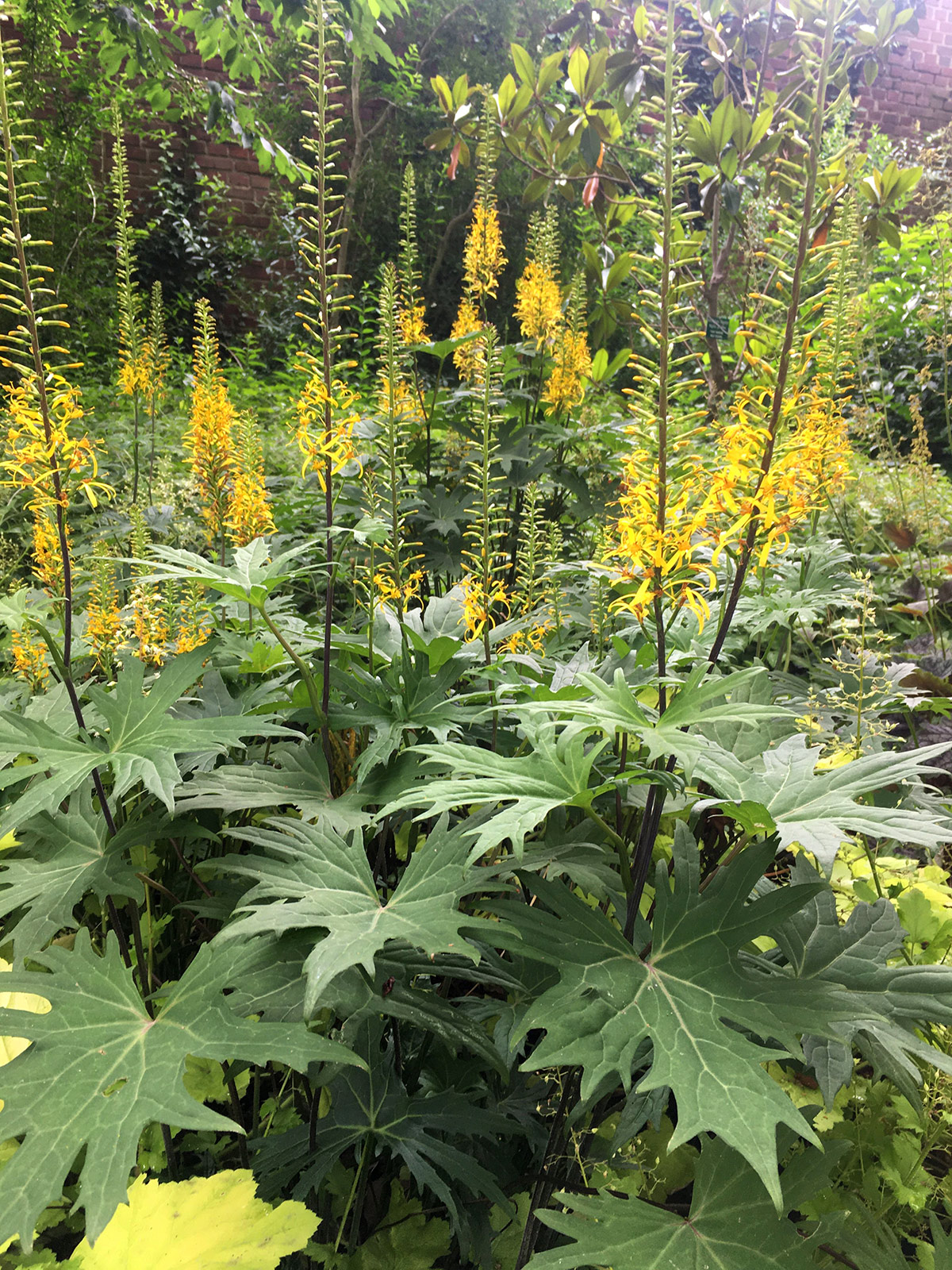 Botanischer Garten im Juli 2021: Kerzengreiskraut