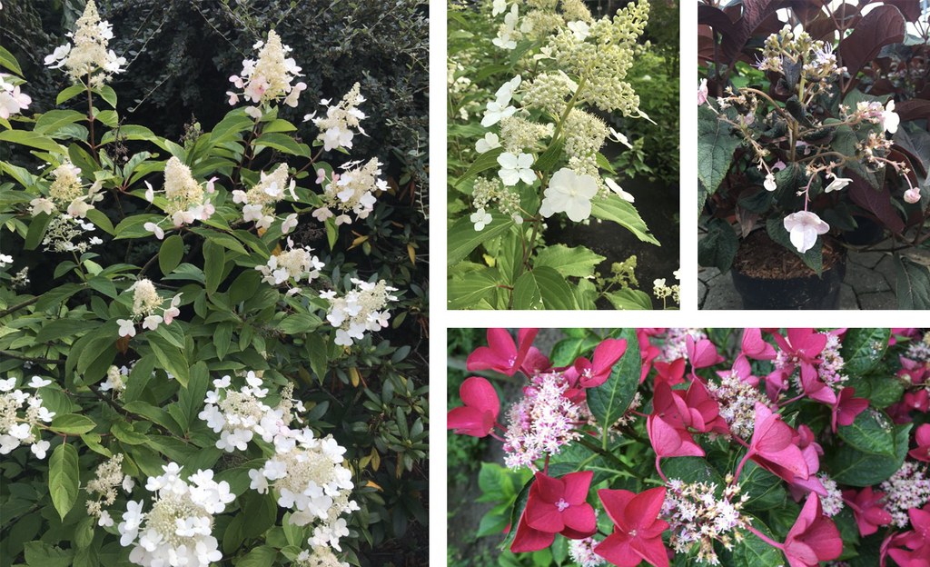 Hortensien-Blütenvielfalt
