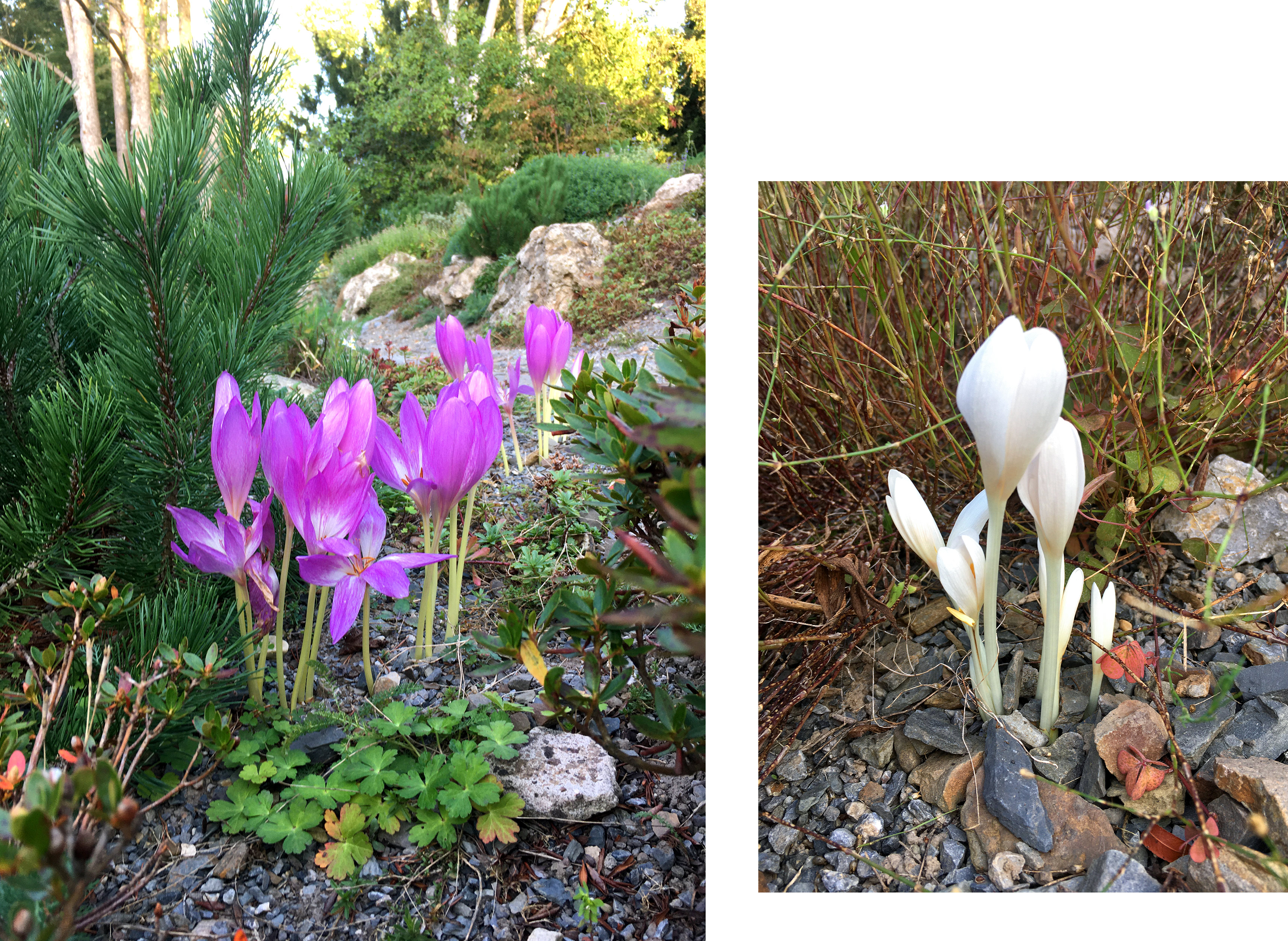 Botanischer Garten im September 2021: Herbstzeitlose