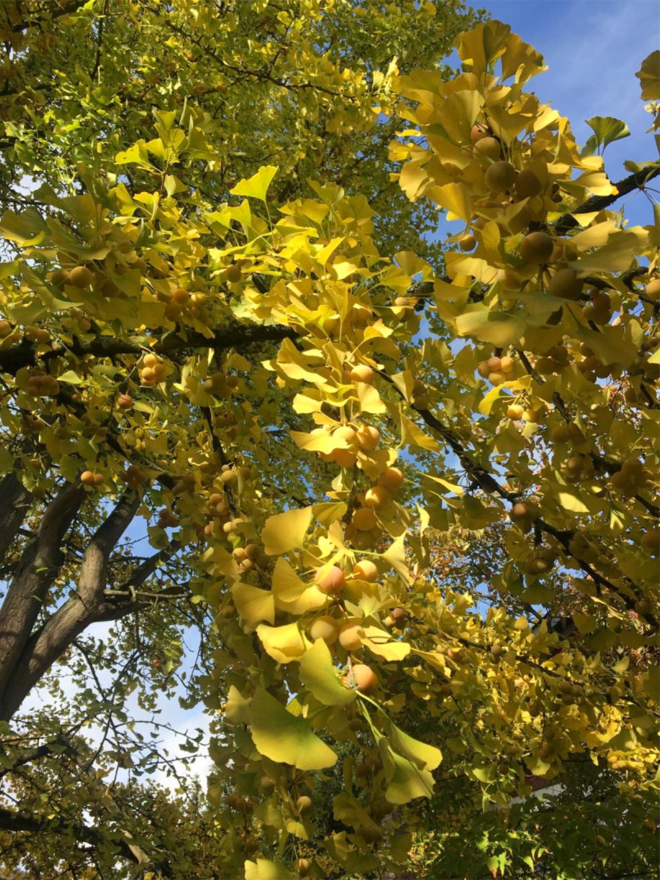 Botanischer Garten im Oktober 2021: Ginkgo