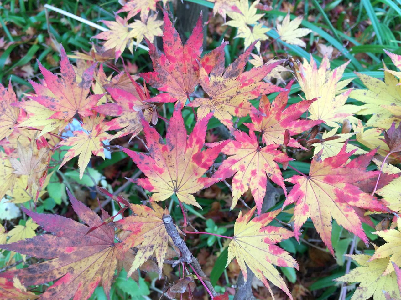 Botanischer Garten im Oktober 2021: Goldahorn