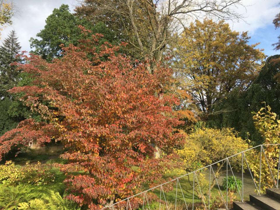 Botanischer Garten im Oktober 2021: Roter Hartriegel