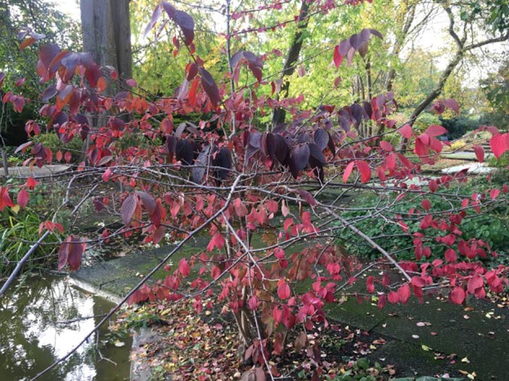 Botanischer Garten im Oktober 2021: Japan-Schneeball