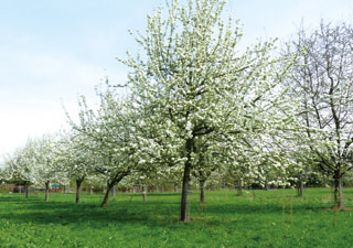 stadt-neuss_natur-radrouten_01_mittelterasse_03a.jpg